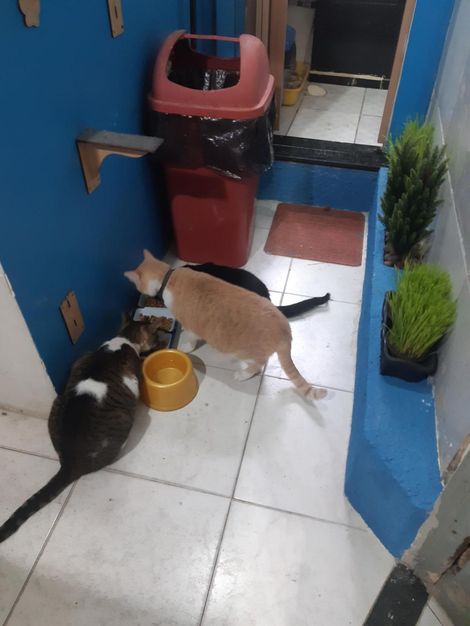 Sapucali Privative Hostel Rio de Janeiro Dış mekan fotoğraf